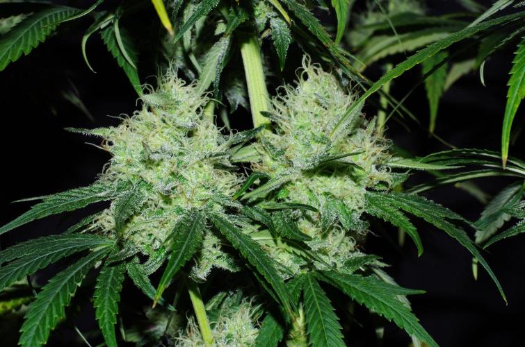 Amazing smelling 70% sativas. Week 13