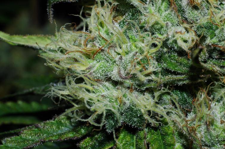 Amazing smelling 70% sativas. Week 13