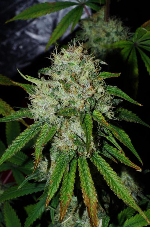 Amazing smelling 70% sativas. Week 13