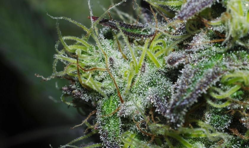 Amazing smelling 70% sativas. Week 13