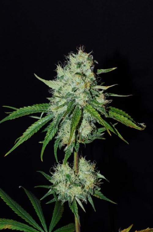 Amazing smelling 70% sativas. Week 13