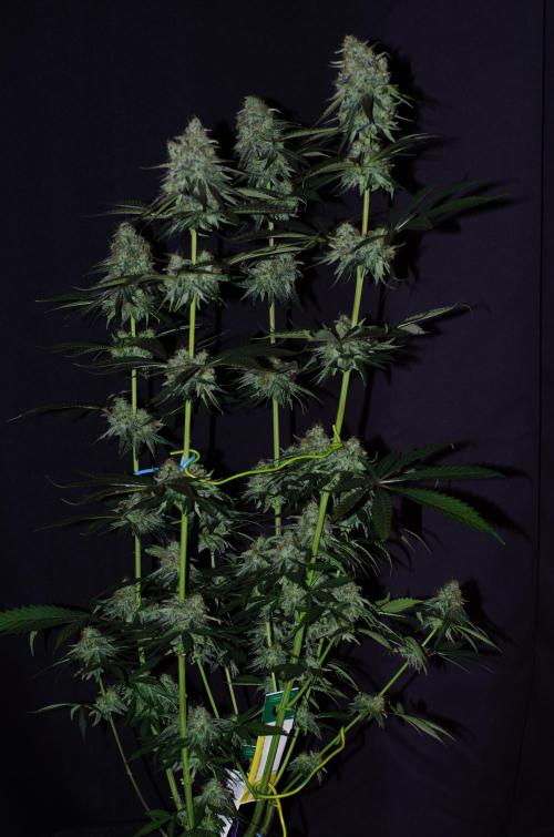 Amazing smelling 70% sativas. Week 14 - CW fl. day58