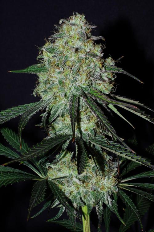 Amazing smelling 70% sativas. Week 14 - CW fl. day 60