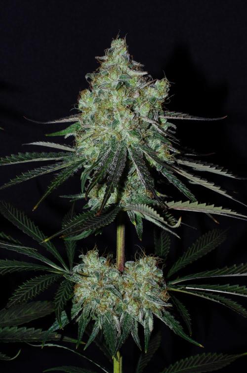 Amazing smelling 70% sativas. Week 14 - CW