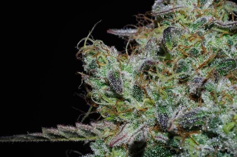 Amazing smelling 70% sativas. Week 14 - CW