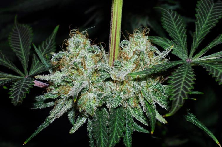 Amazing smelling 70% sativas. Week 14 - CW