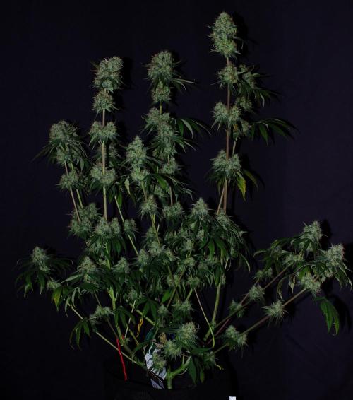 Amazing smelling 70% sativas. Week 14 - HS fl. d60