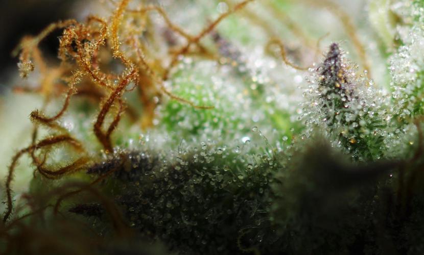 Amazing smelling 70% sativas. Week 14 - HS