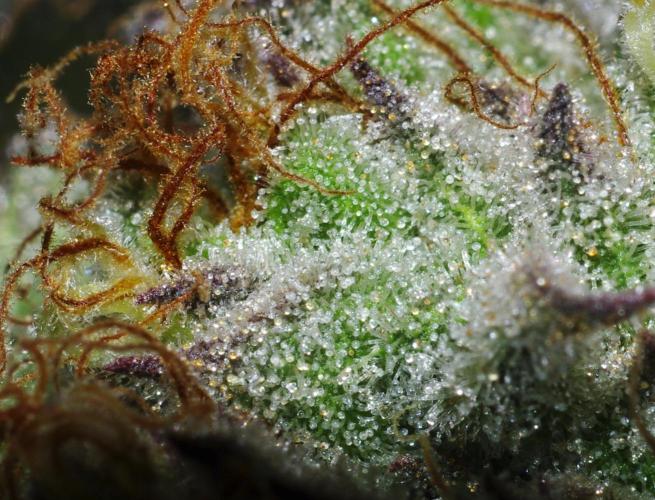 Amazing smelling 70% sativas. Week 14 - HS