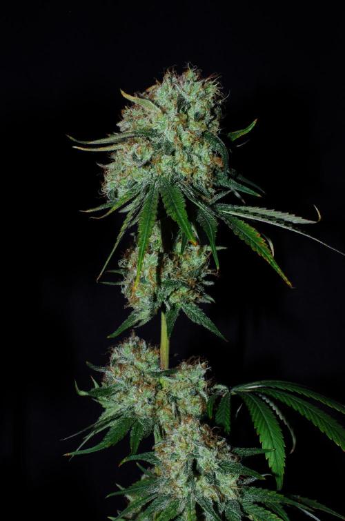 Amazing smelling 70% sativas. Week 14 - HS 