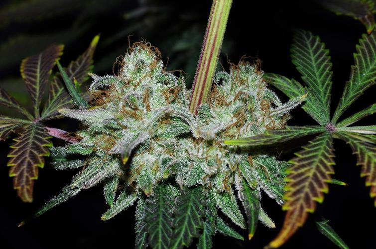 Amazing smelling 70% sativas. Week 15 - Cloud Walker f.day67