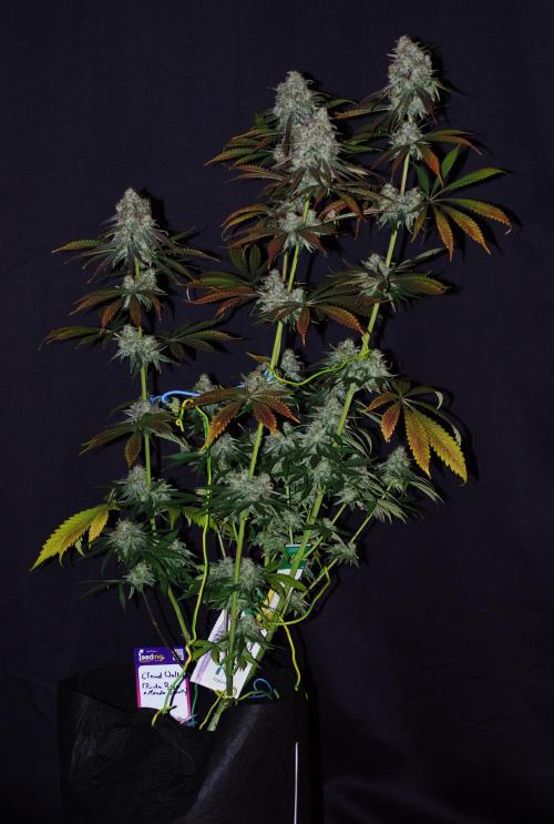 Amazing smelling 70% sativas. Week 15