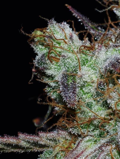 Amazing smelling 70% sativas. Week 15