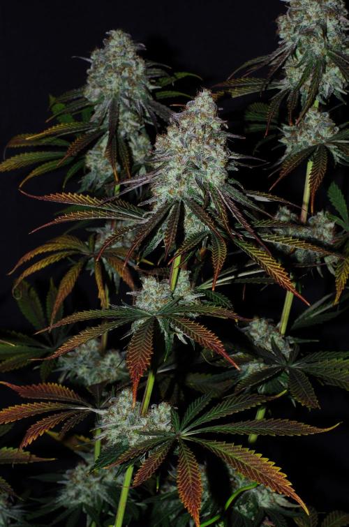 Amazing smelling 70% sativas. Week 15