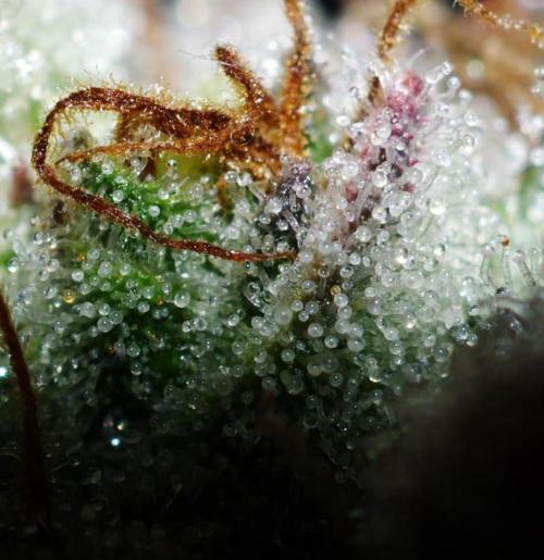 Amazing smelling 70% sativas. Week 15