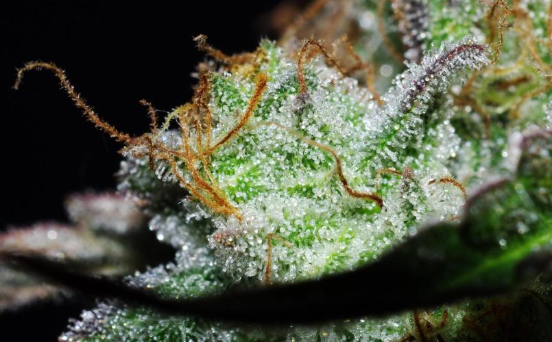 Amazing smelling 70% sativas. Week 15