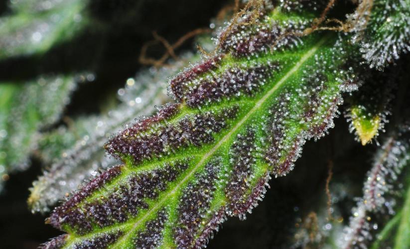 Amazing smelling 70% sativas. Week 15