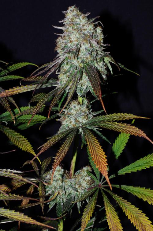 Amazing smelling 70% sativas. Week 15