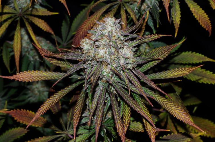 Amazing smelling 70% sativas. Week 15