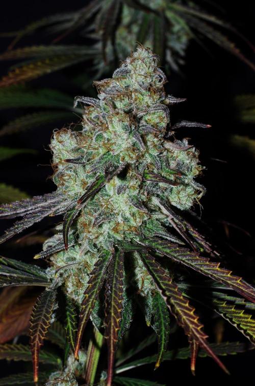 Amazing smelling 70% sativas. Week 15