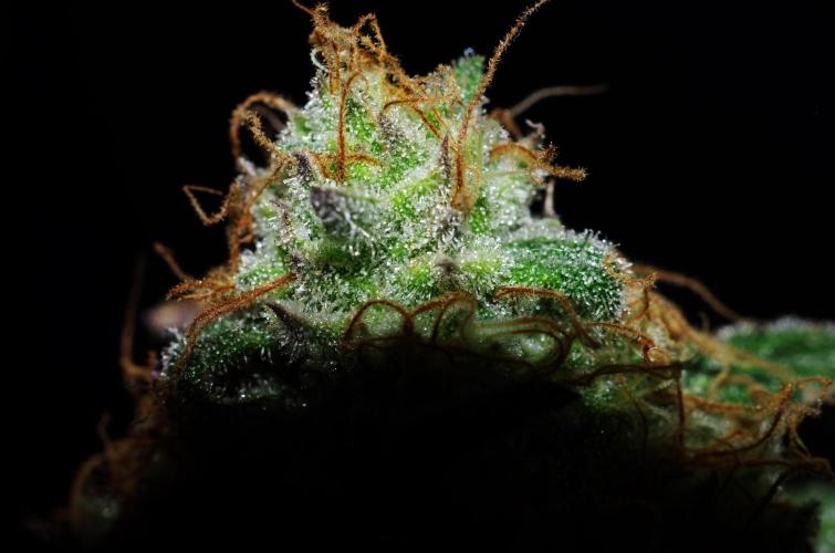 Amazing smelling 70% sativas. Week 15