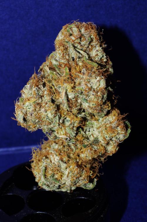 Amazing smelling 70% sativas. Week 16
