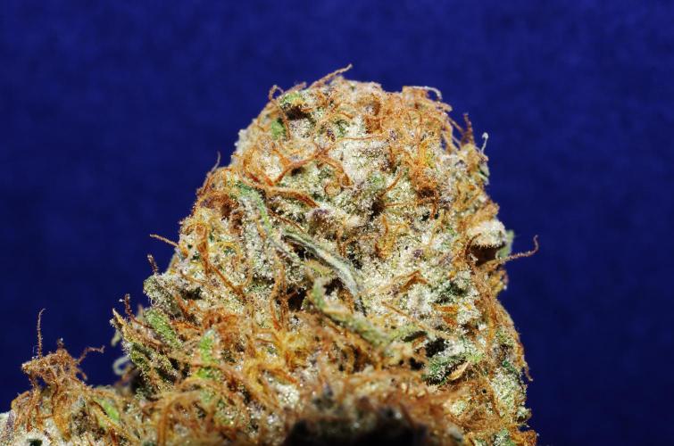Amazing smelling 70% sativas. Week 16