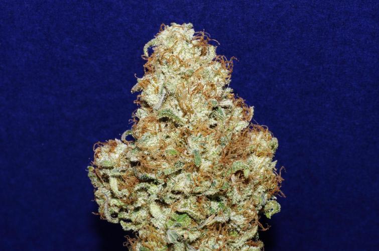 Amazing smelling 70% sativas. Week 16