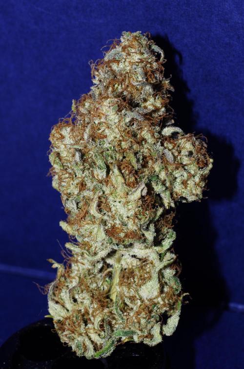 Amazing smelling 70% sativas. Week 16