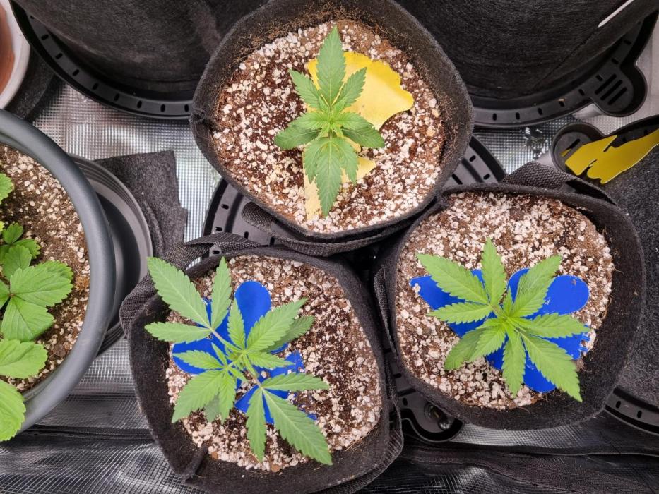 xPC surprising test grow. Week 2