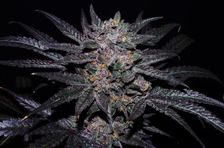 xPC surprising test grow. Week 11