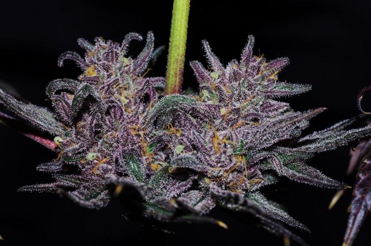 xPC surprising test grow. Week 11