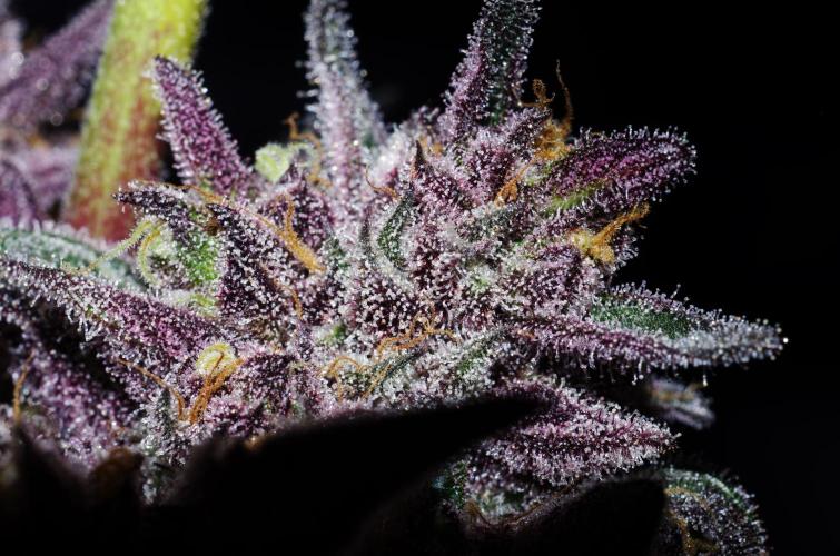 xPC surprising test grow. Week 11