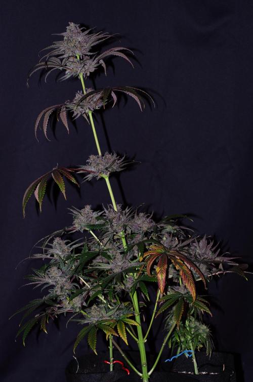 xPC surprising test grow. Week 11