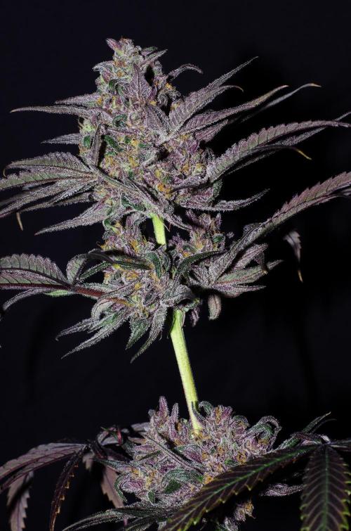 xPC surprising test grow. Week 11