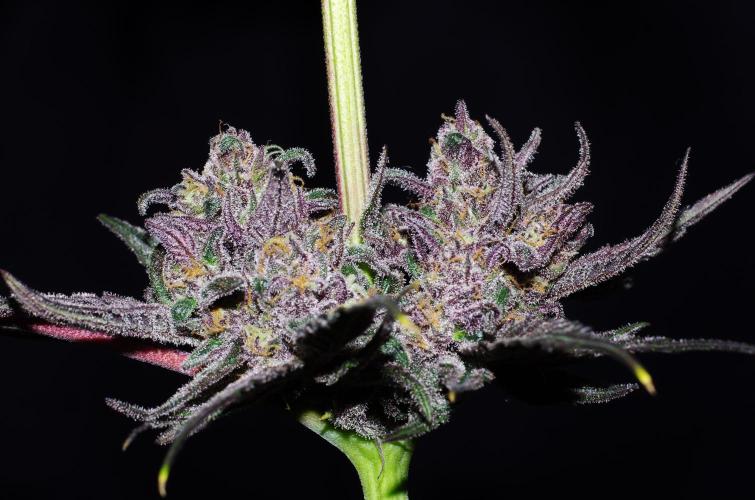 xPC surprising test grow. Week 11