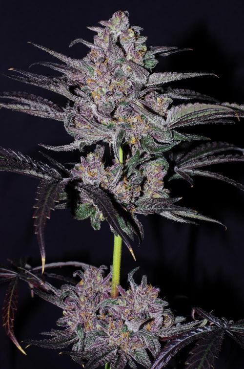 xPC surprising test grow. Week 11