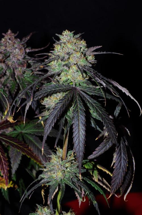 xPC surprising test grow. Week 11 - SLH leaning pheno