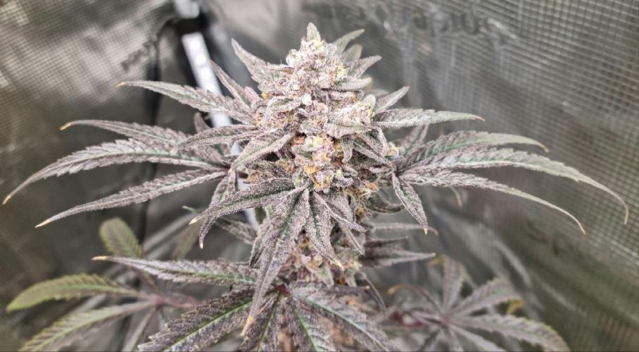 xPC surprising test grow. Week 11