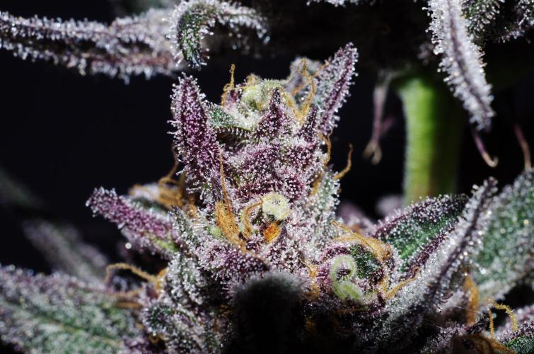 xPC surprising test grow. Week 11