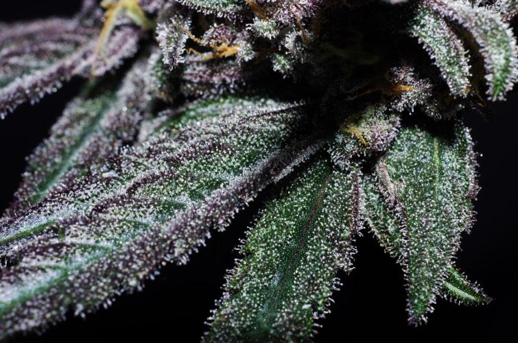 Super Lemon Haze X Pink Candy. Week 11