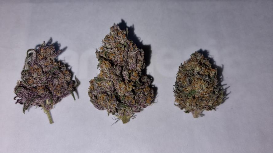 xPC surprising test grow. Week 12 - the phenos side by side
