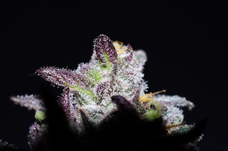 Super Lemon Haze X Pink Candy. Week 12