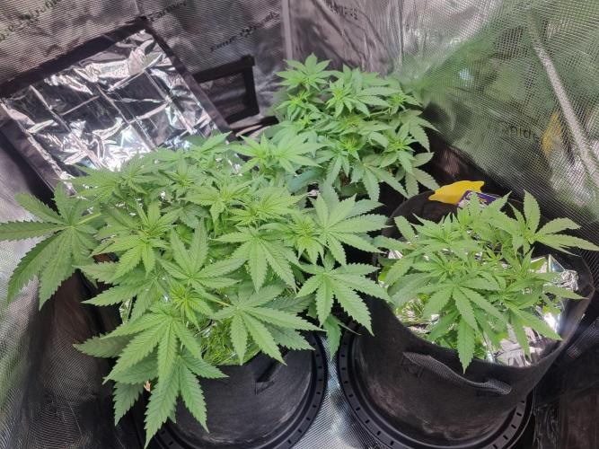 unique Chicken n'W and a "monster" Zlue. Week 6 - day 7 flower