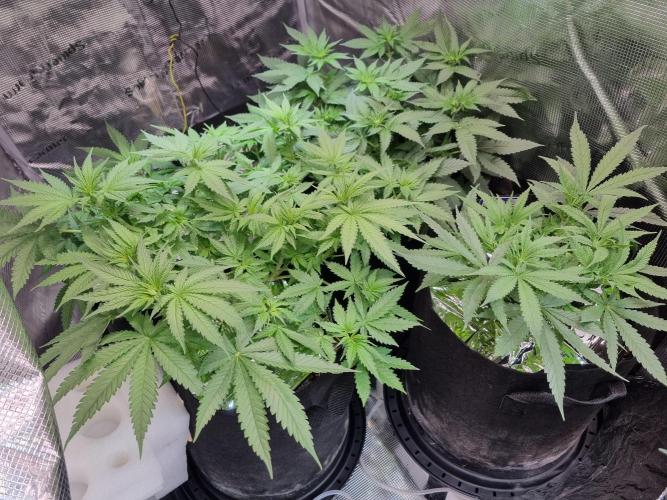 unique Chicken n'W and a "monster" Zlue. Week 7 - day 14 flower