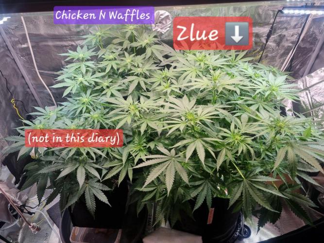 unique Chicken n'W and a "monster" Zlue. Week 8