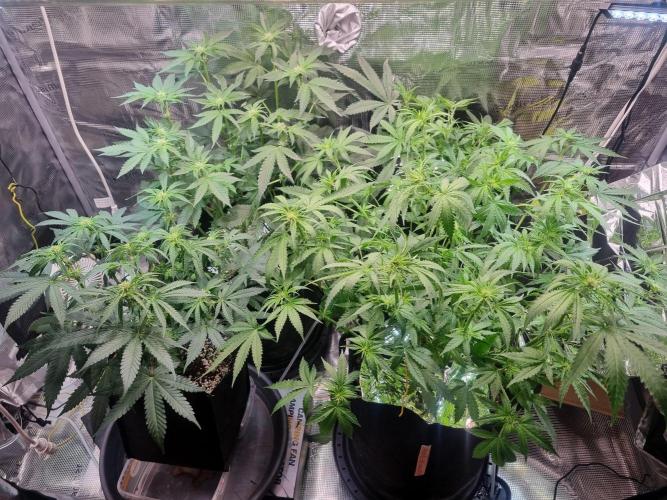 unique Chicken n'W and a "monster" Zlue. Week 8 - after a strong defoliation