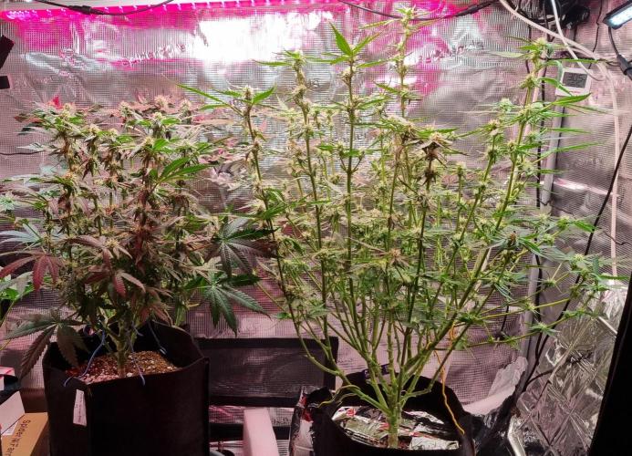 unique Chicken n'W and a "monster" Zlue. Week 10 - after a strong defoliation 