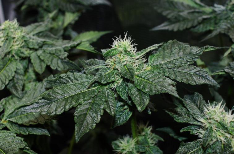 unique Chicken n'W and a "monster" Zlue. Week 10 - love these unique leaves 