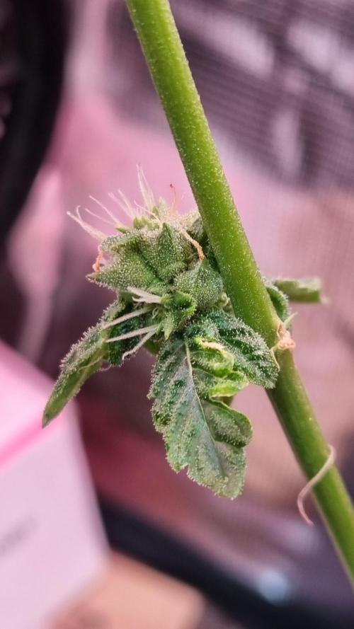 unique Chicken n'W and a "monster" Zlue. Week 10 - small seed-bud (prev. polinated)